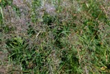 роса на траве