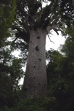 этому дереву больше 2000 лет!