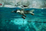 пингвин в полёте