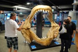 челюсти доисторической акулы