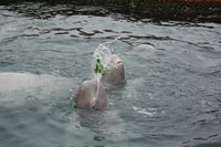 дельфины белухи