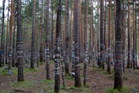 лес около минеральных источников