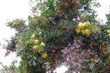 плоды Аргановго дерева
