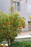 апельсиновые деревья на территории отеля