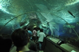 тоннель с акулами