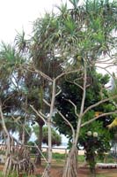 ананасовое дерево:)
